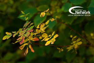 Image of beautiful green bush with the tips turning yellow and red in autumn. 